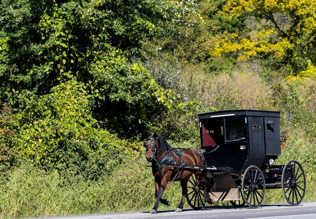Amish horse and buggy on a country road
